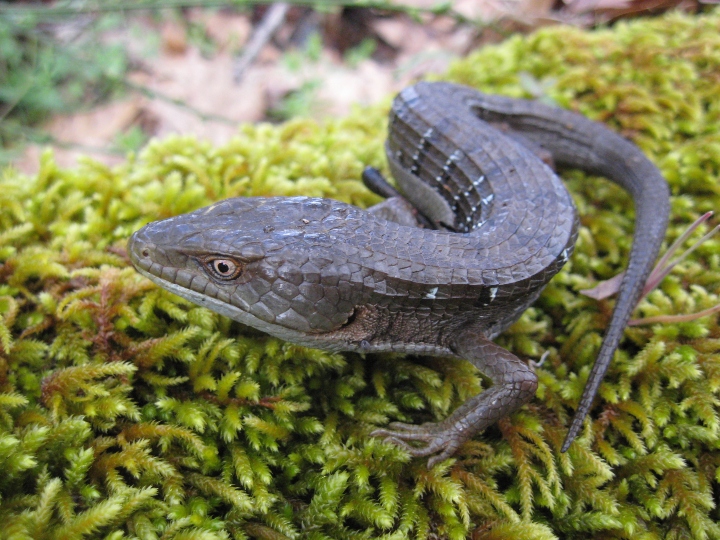 Southern Alligator Lizard